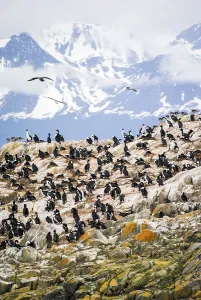 A rocky island full of cormorants in the Beagle Channel