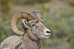 Rocky Mountains bighorn sheep (Ovis canadensis canadensis)