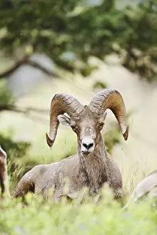 Rocky Mountains bighorn sheep (Ovis canadensis canadensis)