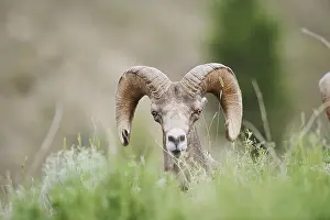 Rocky Mountains bighorn sheep (Ovis canadensis canadensis)