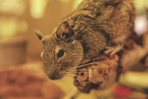 A rodent climbing on a branch with blurred background