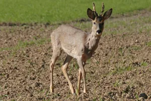 Roe buck on a grain field