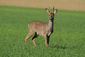 Roe buck on a grain field