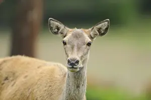 A roe deer attentively observes its surroundings in a green summer meadow