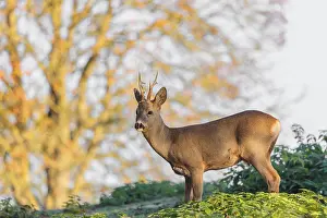 A roe deer buck (Capreolus capreolus) stands in a meadow in the first light of the day