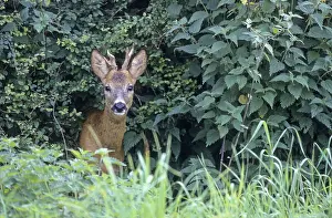 Roe Deer buck, yearling with abnormal antler watching the photographer (Roe Deer)