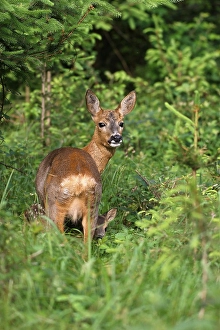 Roe deer (Capreolus capreolus)