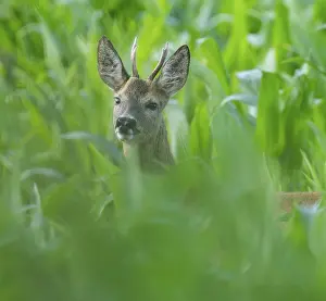 Roe deer (Capreolus capreolus)