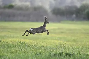 Roe deer (Capreolus capreolus)