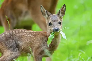 Roe deer (Capreolus capreolus)
