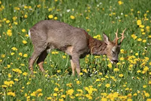 Roe deer (Capreolus capreolus)