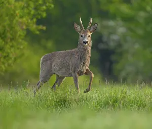 Roe deer (Capreolus capreolus)