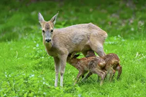 Roe deer (Capreolus capreolus)