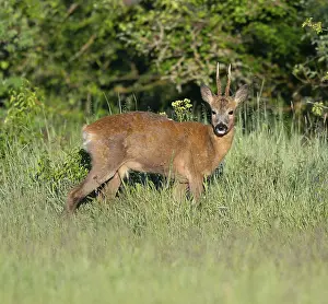 Roe deer (Capreolus capreolus)