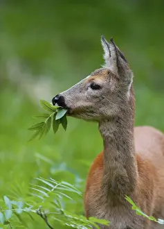 Roe deer (Capreolus capreolus)