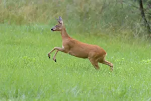 Roe Deer (Capreolus capreolus)
