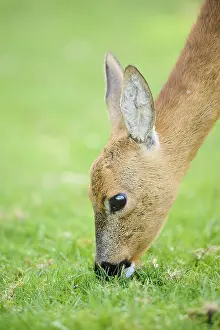 Roe deer (Capreolus capreolus)
