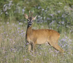 Roe deer (Capreolus capreolus)