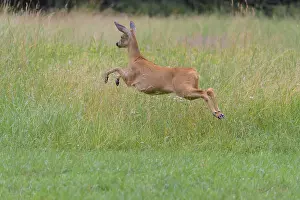 Roe Deer (Capreolus capreolus)