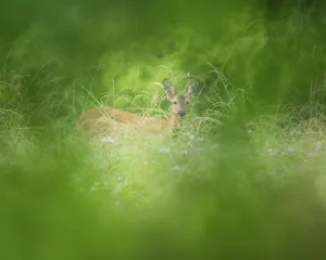 Roe deer (Capreolus capreolus)