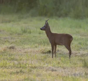 Roe deer (Capreolus capreolus)