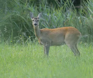Roe deer (Capreolus capreolus)
