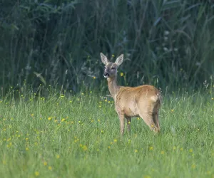 Roe deer (Capreolus capreolus)