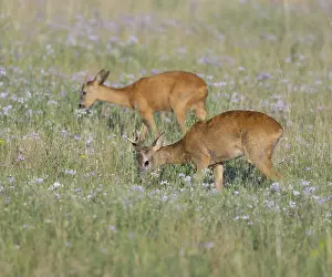 Roe deer (Capreolus capreolus)