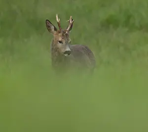 Roe deer (Capreolus capreolus)