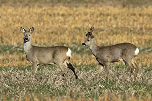 Roe deer (Capreolus capreolus)