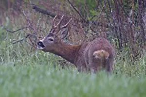 Roe deer (Capreolus capreolus)