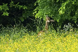 Roe deer (Capreolus capreolus)