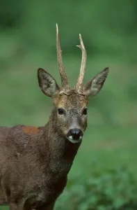 Roe Deer (Capreolus capreolus)