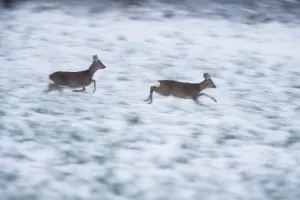 Roe Deer (Capreolus capreolus)