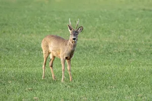 Roe deer (Capreolus capreolus)