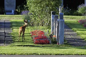 Roe deer (Capreolus capreolus)