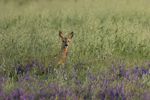 Roe deer (Capreolus capreolus) adult animal female doe in a farmland cereal field with purple vetch flowers in summer