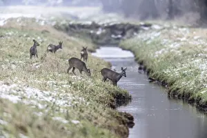 Roe deer (Capreolus capreolus)