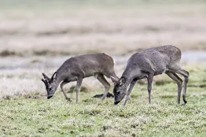 Roe deer (Capreolus capreolus)