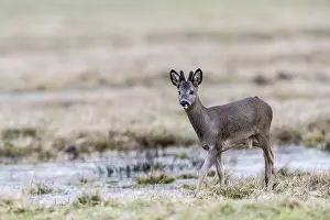 Roe deer (Capreolus capreolus)