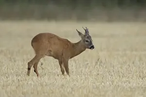 Roe deer (Capreolus capreolus) adult animal male roebuck in a farmland stubble field in summer