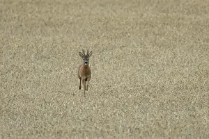 Roe deer (Capreolus capreolus) adult animal male roebuck running in a farmland wheat field in summer