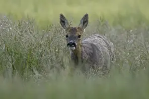 Roe deer (Capreolus capreolus) adult female doe animal in a farmland cereal field in summer
