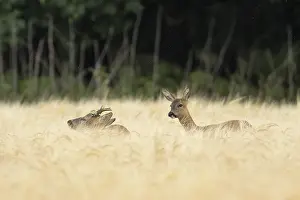 Roe deer (Capreolus capreolus) adult male roebuck and female doe two animals in a farmland barley field in summer