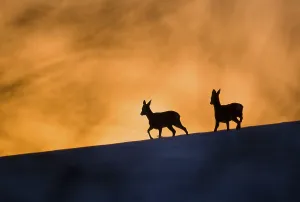 Roe Deer (Capreolus capreolus) buck and doe