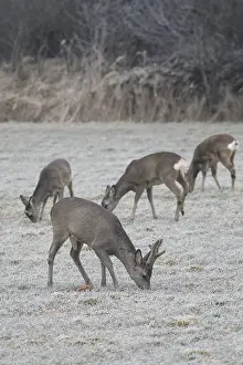 Roe deer (Capreolus capreolus) buck in velvet antlers and female looking for food on the hoarfrost meadow