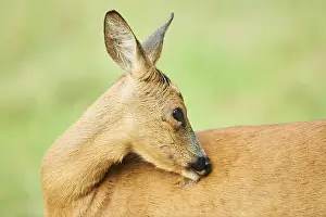 Roe deer (Capreolus capreolus) doe