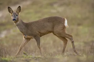 Roe Deer (Capreolus capreolus) doe