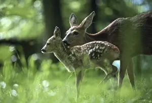 Roe Deer (Capreolus capreolus) doe with fawn