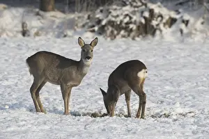 Roe deer (Capreolus capreolus) doe (left) with buck fawn in the snow at the Kirrung on the meadow